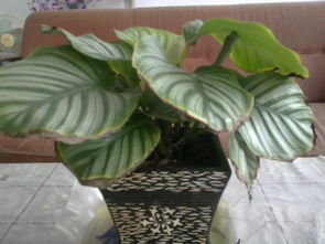 叶子发黄焦边的原因探究