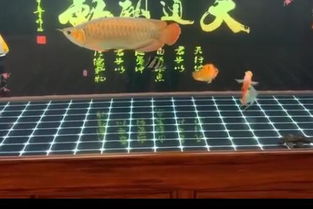 银龙鱼市场售价不一，如何正确投喂饲料使其健康成长