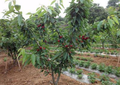 樱桃种子的成长之路