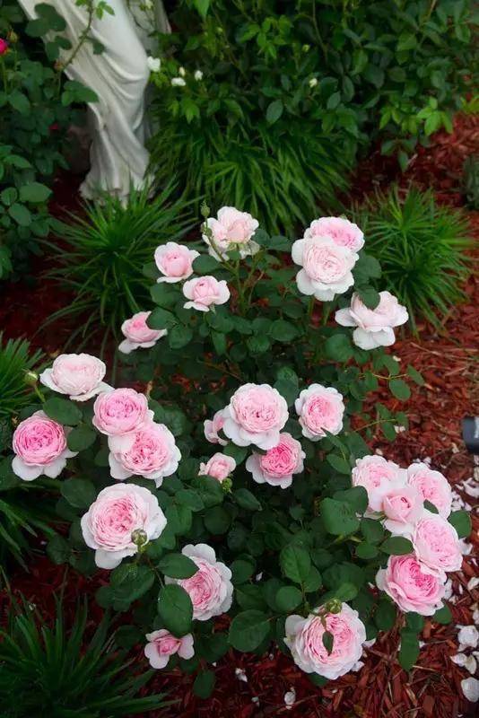 瑞典女王月季， 高贵典雅，美如仙境