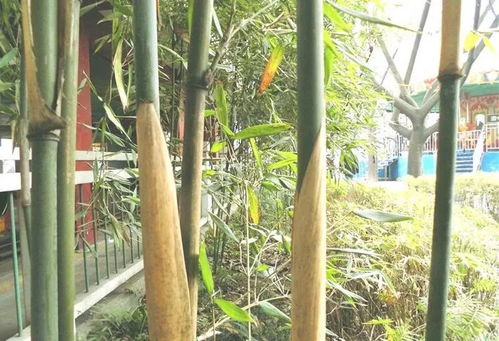 刚竹的适用范围广