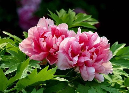 牡丹花树修剪形状：双峰并峙