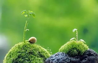 坚韧不拔植物，究竟有何神秘力量