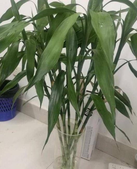 二、 逐步操作的种植流程