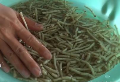 种绿豆时使用什么肥料最适宜促进其生长
