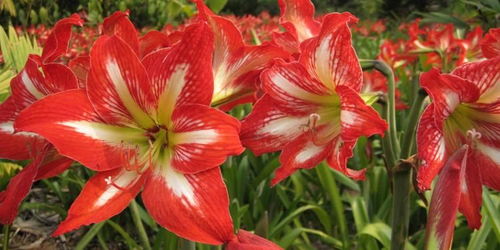 柱顶红的养护，你得这样来