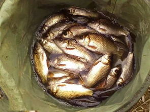 金鲳银鲳，色泽差异