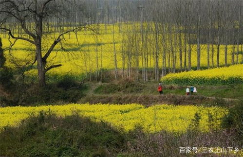 盐碱地适合种植哪些农作物？种植时需要注意哪些事项
