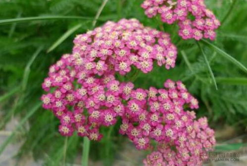 瓣蕊唐松草与细叶鸢尾：提升草群密度的黄金组合