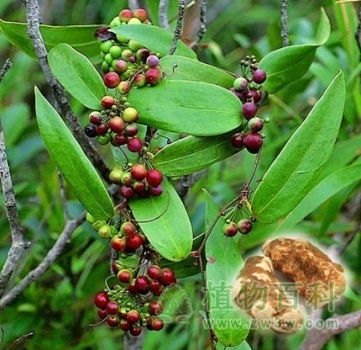品种二：秋海棠