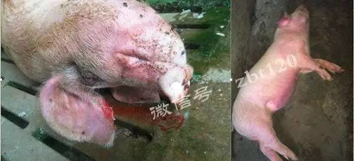 保育猪关节肿大？链球菌病是元凶吗