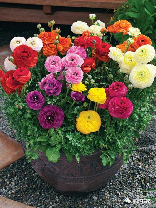 三、种球种植的技巧