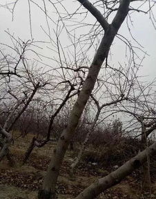 野坝子：冬季的甜蜜使者