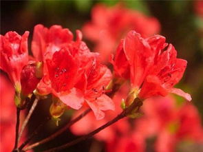 杜鹃花的喜好与基础养护