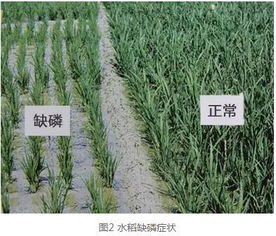 莠去津对农作物的影响