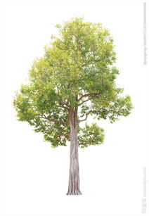 树木大百科卡通：走进奇幻的植物王国