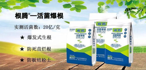 花生苗：多菌灵的考验