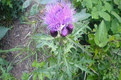 野蒜根的杀灭，哪种农药Zui厉害？