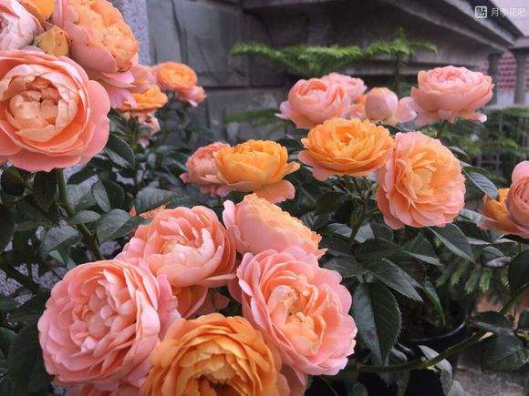 换盆换土， 月季重获新生