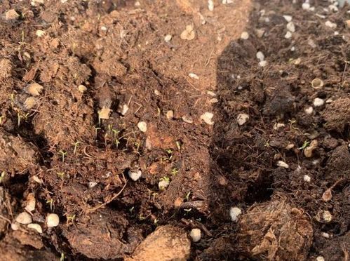 橡树子播种，春天还是秋天？哪个成活率高？