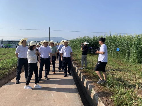 优质牧草， 畜牧业的好帮手