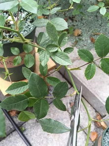 月季种子培育的实生苗， 要及时剪掉残花