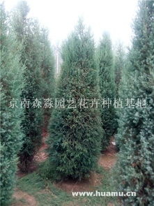 北京桧柏的分布与适应性