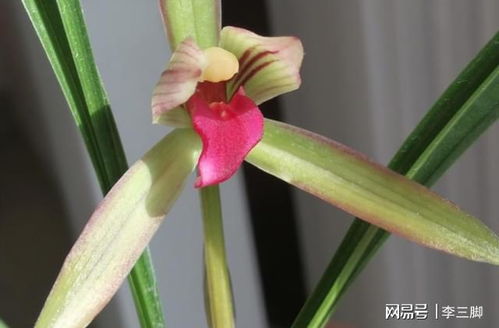 贵州兰花市场的魅力