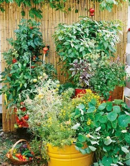 一楼有院子，种菜真是幸福