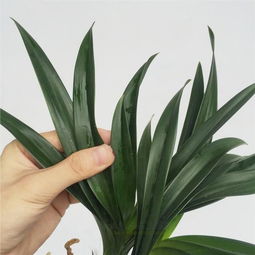 盆栽凤梨花苗的养护入门