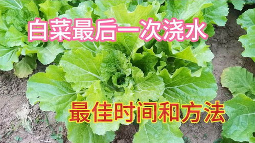 白菜浇水频率需根据季节变化，春夏秋冬浇水方法各异