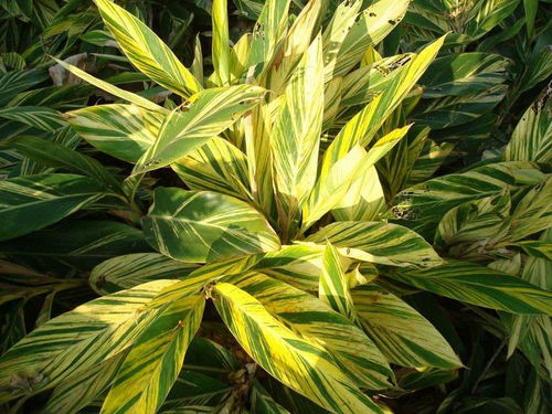 原因一：土壤养分不足