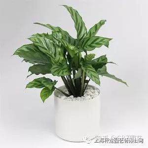 翠叶竹芋养护攻略：如何让翠叶竹芋绿意盎然