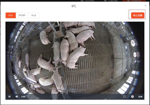 自由采食模式，养猪场如何实现高效养殖