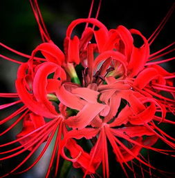 揭秘彼岸花生长奥秘：土壤与气候条件大公开！