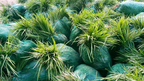 沿阶草的价格查询