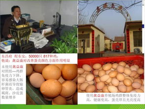 提升孵化蛋品质，强化养殖过程管理