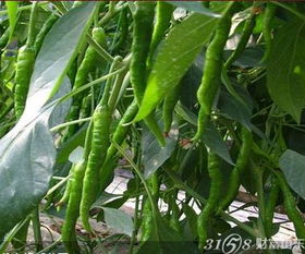 蔬菜种植中农药的烦恼