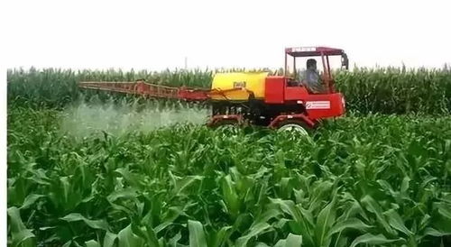 赤霉素的作用与影响