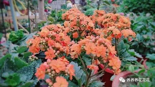 缓苗阶段，注意事项