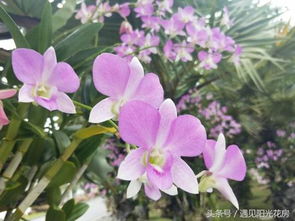 秋季石斛开花， 温差是关键