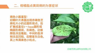 黄斑病， 那可真是麻烦