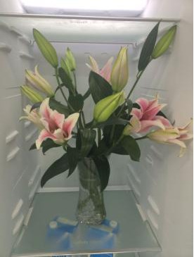 百合花虽柔弱，却蕴含着怎样的力量