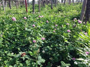 山杏种植的基本方法及要点