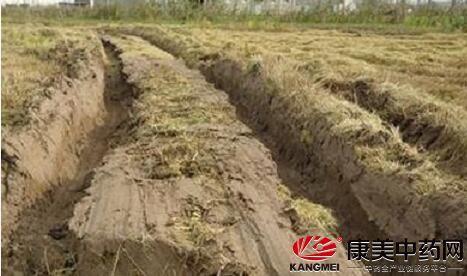 萝卜莲种植要点，如何提高产量