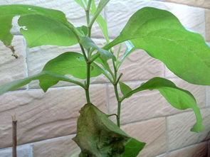 这是什么植物？植物名称大全来帮你认