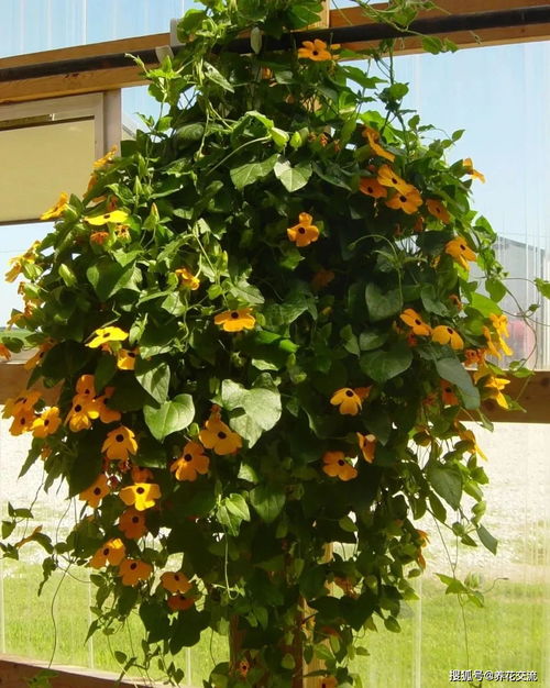 紫弦月：优雅的垂吊小清新