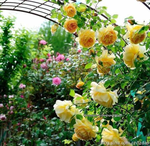 花后修剪，月季新生的秘密