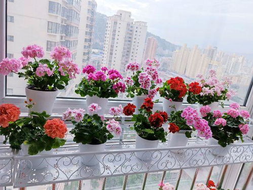 小飞虫横行，阳台养花怎么办？