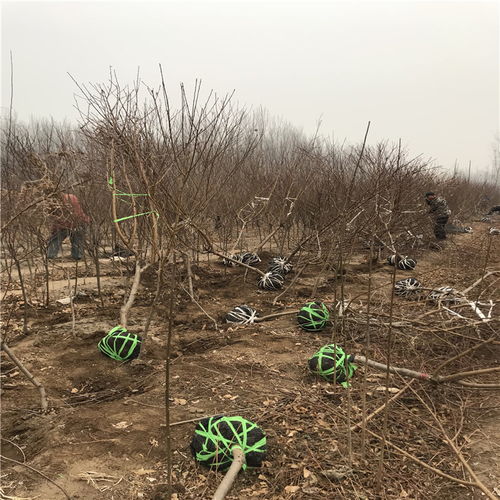 市场上霜冻苗常被当作党参苗卖